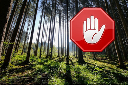 В Татарстане ввели запрет на посещение лесов