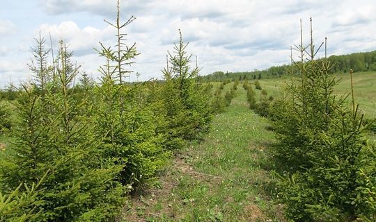 В Татарстане продолжается восстановление лесов