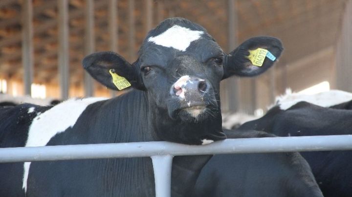 В молочное животноводство Татарстана внедряются цифровые технологии