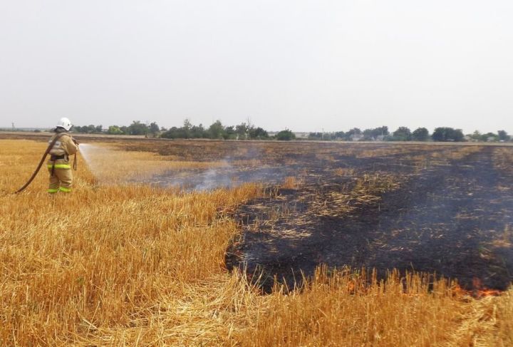 Виновных за пожары в полях Спасского района ждет крупный штраф