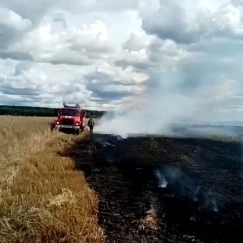 В Спасском районе загорелось пшеничное поле