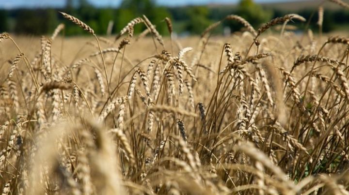 В Татарстане намолочен третий миллион тонн зерна нового урожая