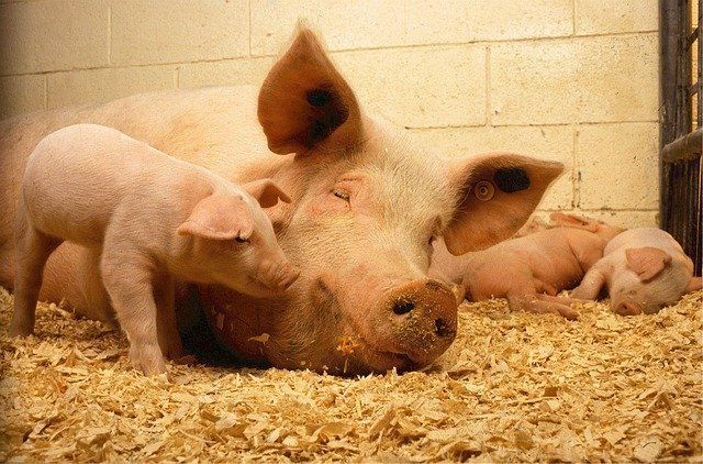 В Самарской области зафиксировано 46 новых случаев африканской чумы свиней