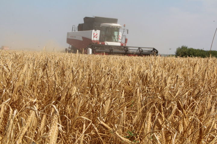 В Спасском районе собрано более 130 000 тонн нового урожая