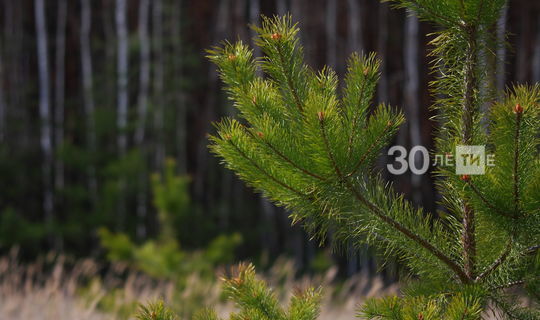 В рамках нацпроекта «Экология» по Татарстану восстановлено 4785 гектаров леса