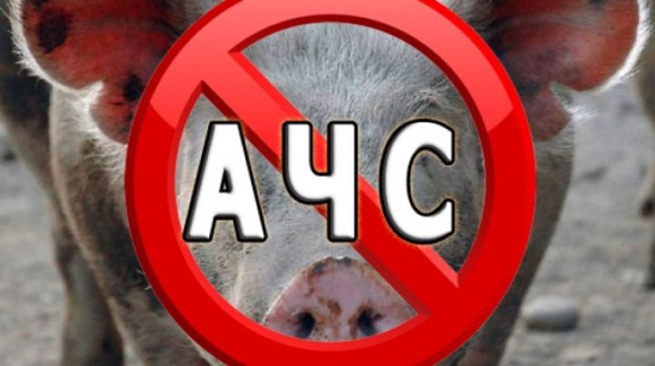 В Нурлатском районе продавали сало, зараженное африканской чумой свиней