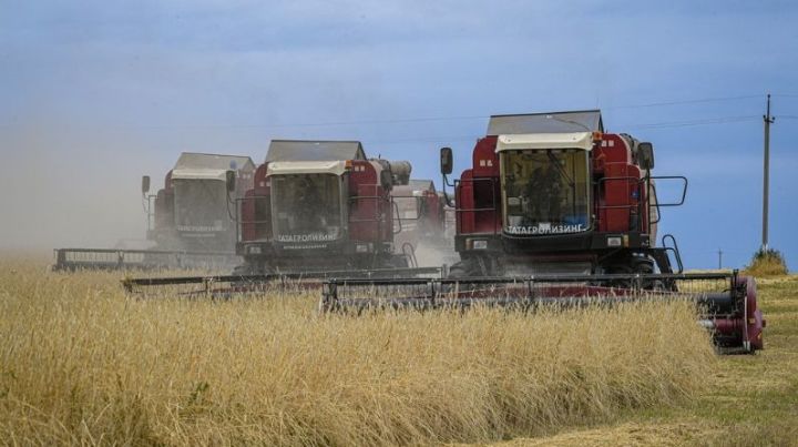 В девяти районах Татарстана завершилась уборка зерновых
