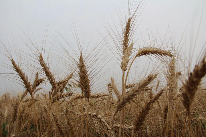 Аграрии Спасского района начали сбор зерновых