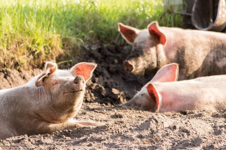 В 14 населённых пунктах Спасского района начнут изымать свиней