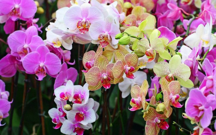 Почему орхидеи не цветут – главная ошибка, которую совершают цветоводы