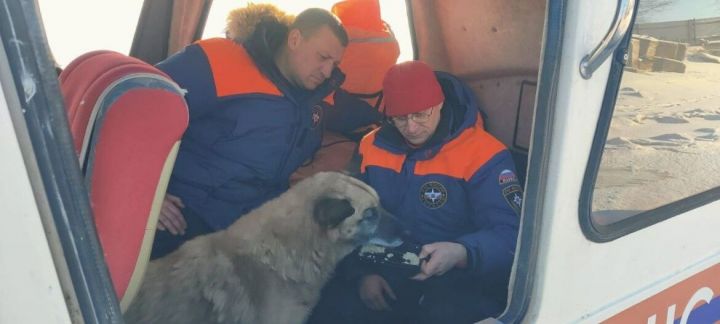 В Татарстане спасли собаку, провалившуюся под лёд на Волге