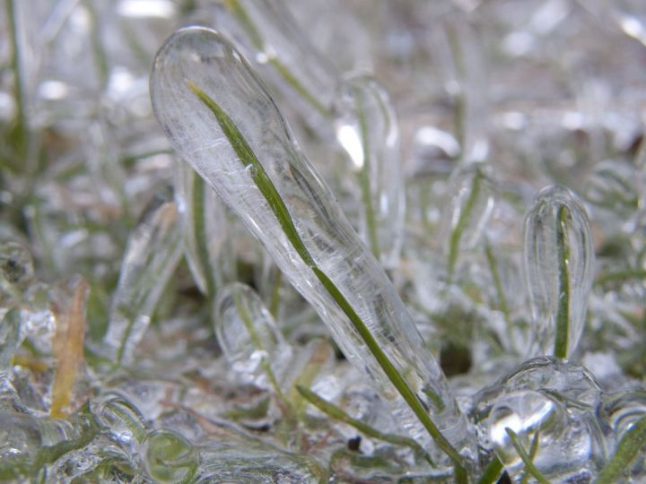 Специалисты «Россельхозцентра» оценили состояние озимых после осадков ледяного дождя