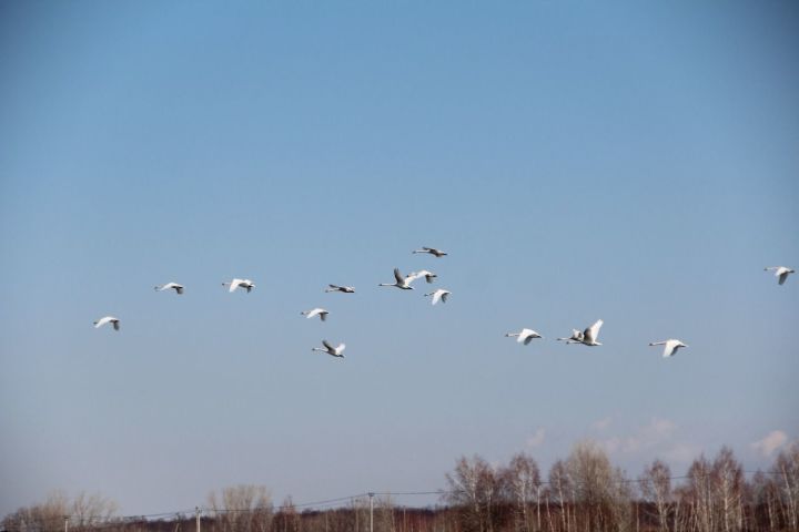 Весеннее чудо: в Спасский район прилетели лебеди