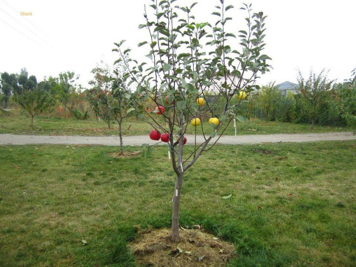В Россельхозцентре рассказали секреты правильной посадки плодовых деревьев весной