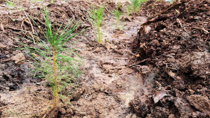 В Татарстане по нацпроекту «Экология» проведено лесовосстановление и лесоразведение