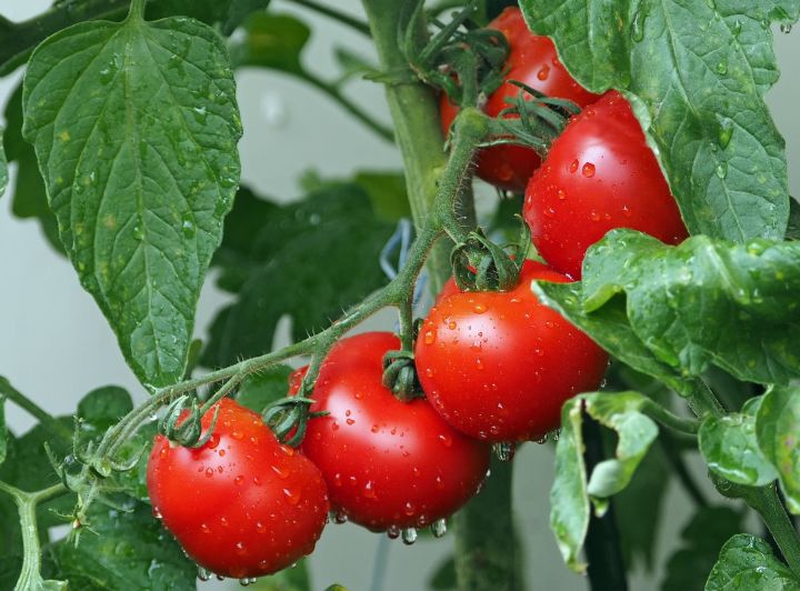 Как правильно посадить томаты и защитить их от болезней?
