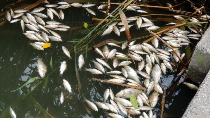 В Татарстане возбудили уголовное делу по факту массового замора рыбы в пруду