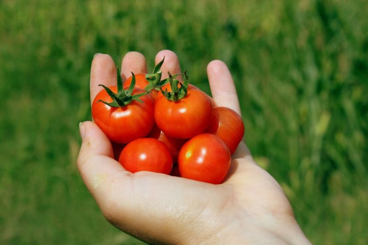 Заботы садовода: как уберечь томаты от фитофтороза