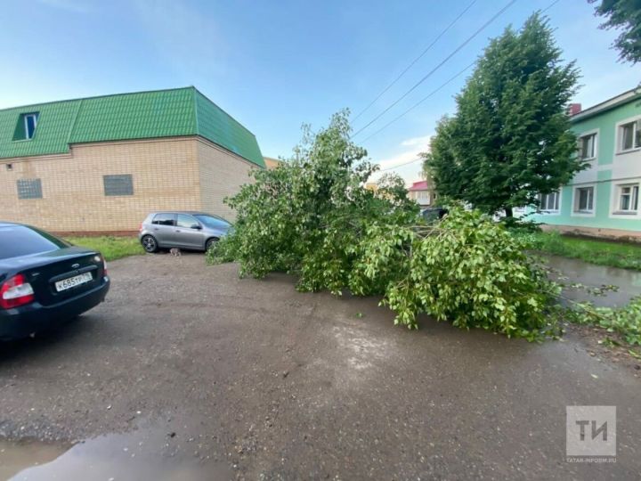 В нескольких районах Татарстана сильным ветром сломало деревья