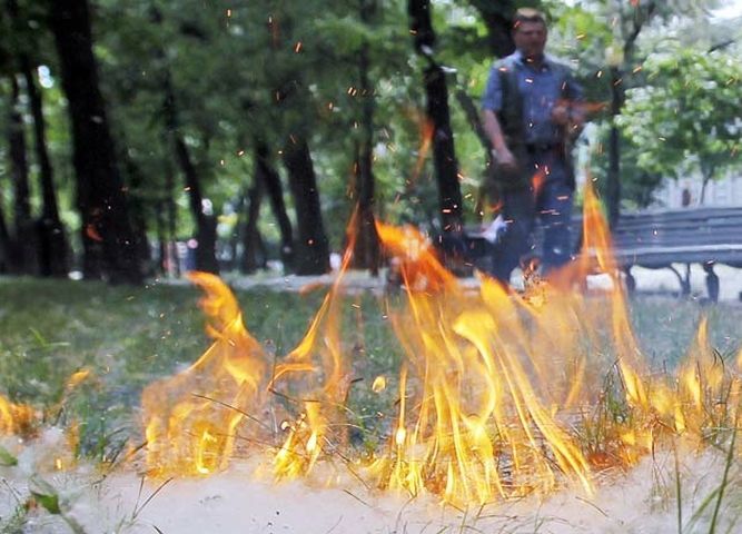 Загоревшийся на стадионе Болгара тополиный пух тушили работники пожарной охраны