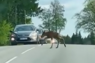 В Татарстане автомобиль сбил лосёнка