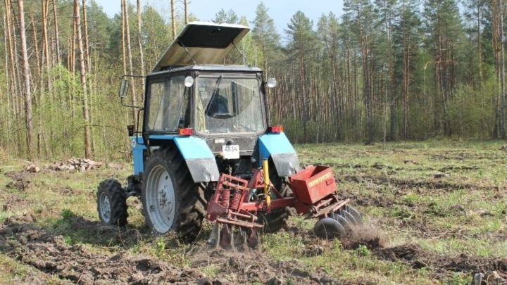 В Татарстане выполнены работы по агротехническому уходу за лесными культурами