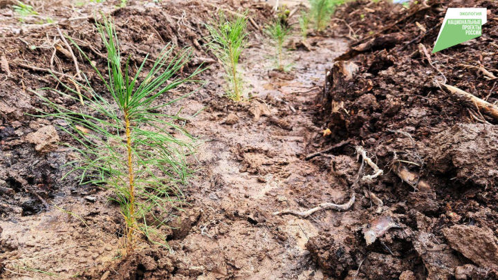 В Татарстане в рамках нацпроекта «Экология» проведено лесовосстановление и лесоразведение