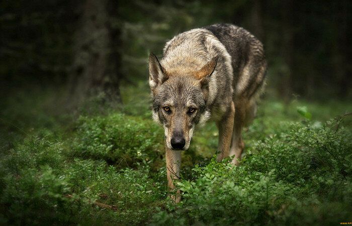 Лесной гоп-стоп: как поступать, если столкнулся на тропинке с волком