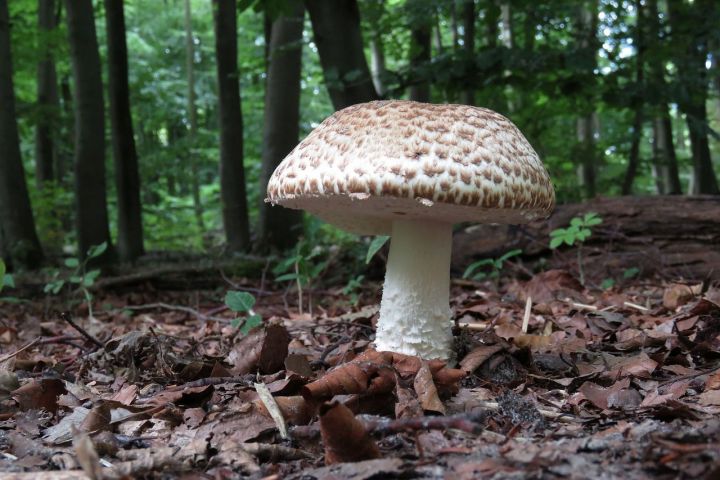 Спассцам объяснили, почему в лесах пропали грибы