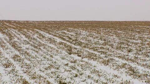 Специалисты «Россельхозцентра» Татарстана оценили состояние посевов озимых культур после сильных январских морозов