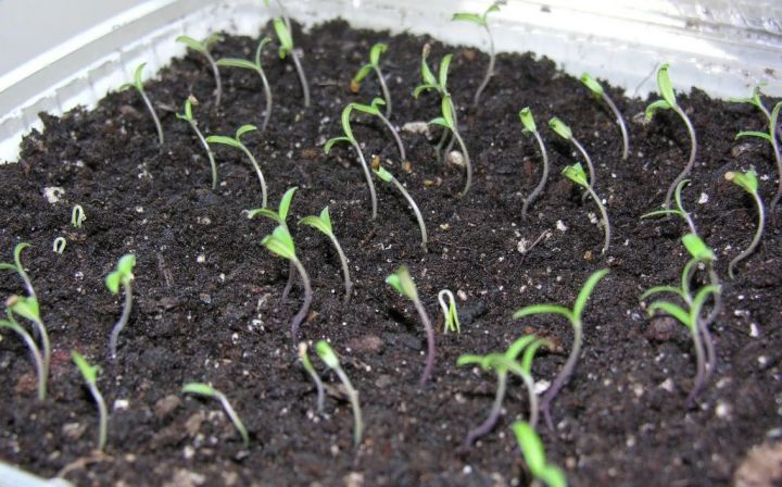 Как выбрать семена и почву для рассады овощей