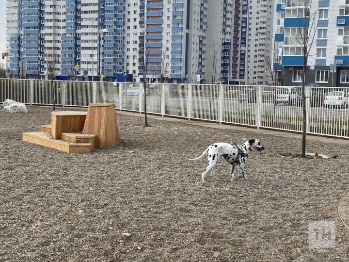 Татарстанцы смогут проголосовать за создание городской инфраструктуры для домашних животных