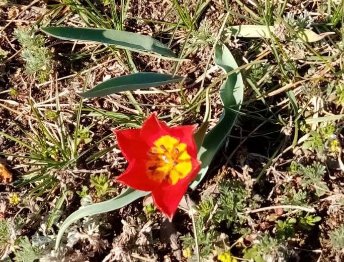 В Киме расцвели дикие тюльпаны, привезённые с полей сражений из Волгоградской области