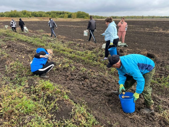 Молодые активисты Спасского района собрали урожай картофеля