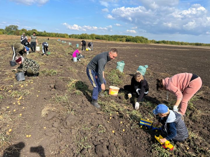 Молодые активисты Спасского района собрали урожай картофеля
