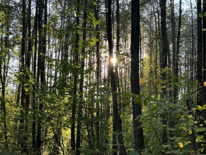 В нескольких районах Татарстана введён пожароопасный режим