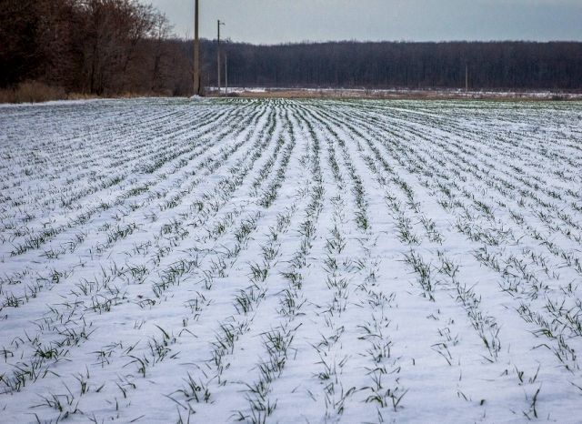 95% полей Татарстана покрыло снегом за первые недели зимы