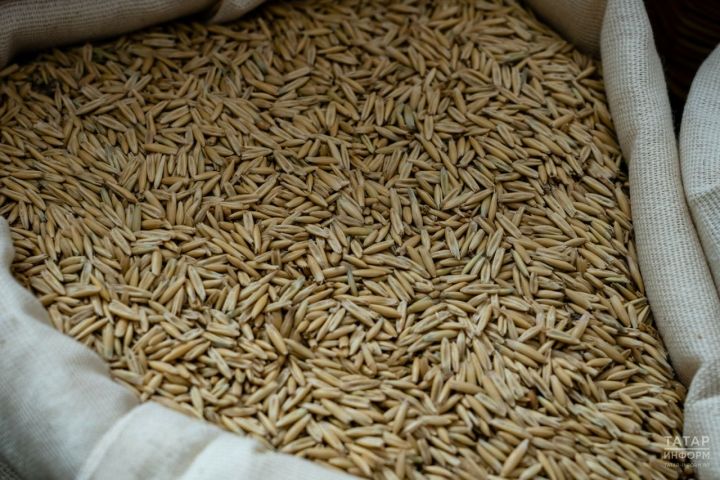 В России проведут государственный мониторинг качества мягкой и твёрдой пшеницы