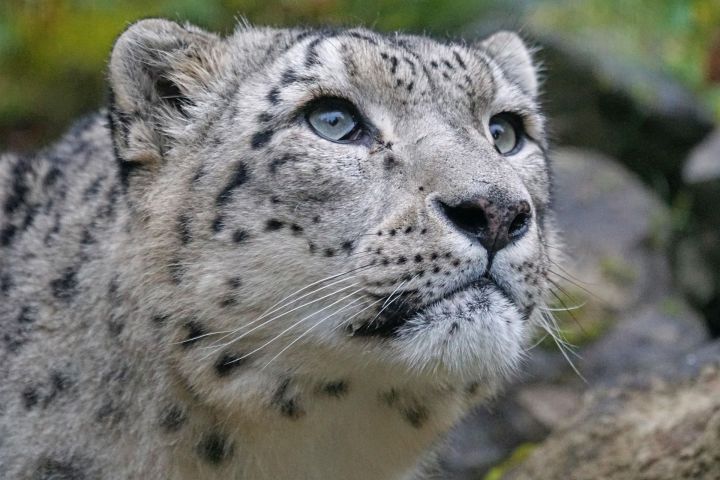 Юным художникам Татарстана дали возможность посетить научный центр по сохранению ирбиса на Алтае