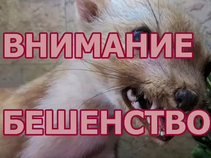 В Татарстане зафиксирован случай бешенства у барсука: власти принимают меры