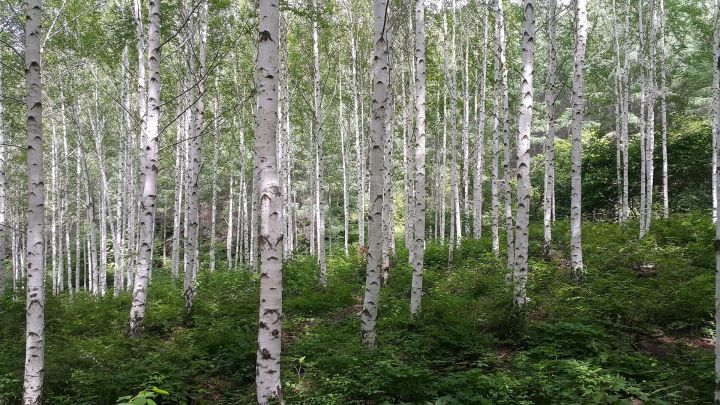 В Татарстане обследовали более 1,6 тыс. га лесов для сохранения лесного фонда