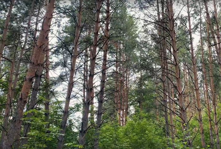 В Спасском районе откроется уникальная историческая тропа «Пешком через века»