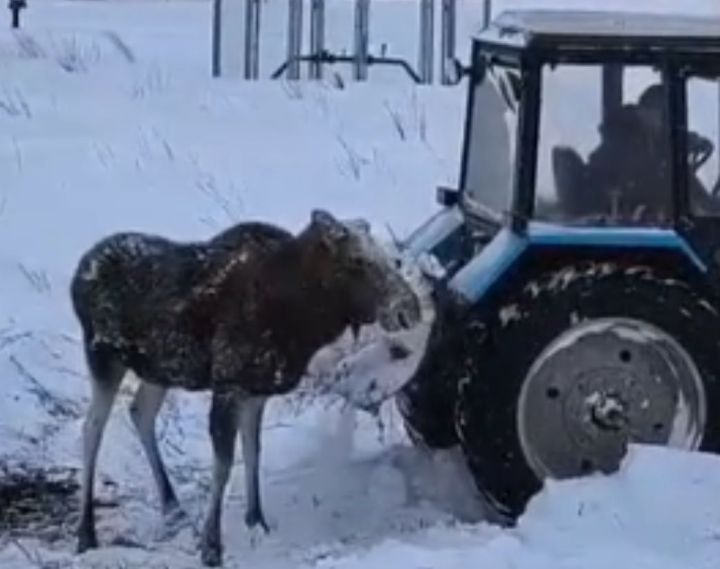 В Нурлатском районе спасли лося, застрявшего в глубоком сугробе