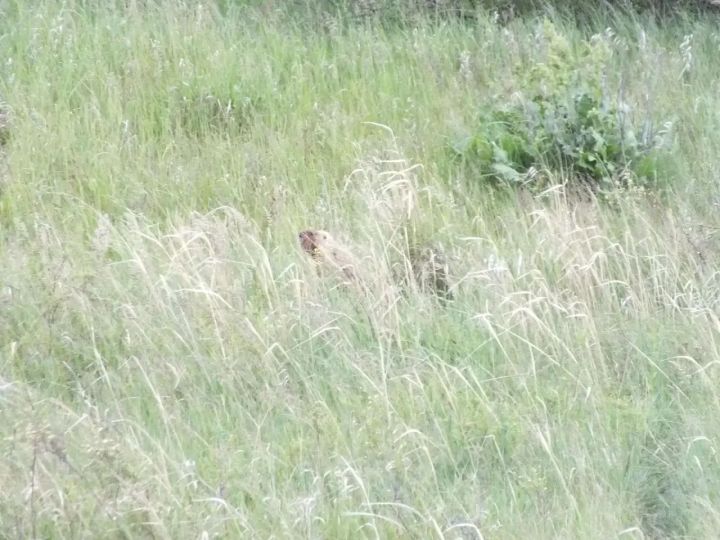 В Спасском районе проводят учёт популяции сурков