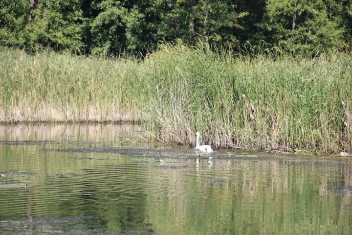 Скауты со всей России увидели природу заказника «Спасский» с воды