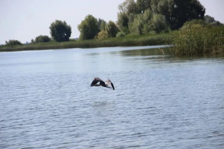 Скауты со всей России увидели природу заказника «Спасский» с воды