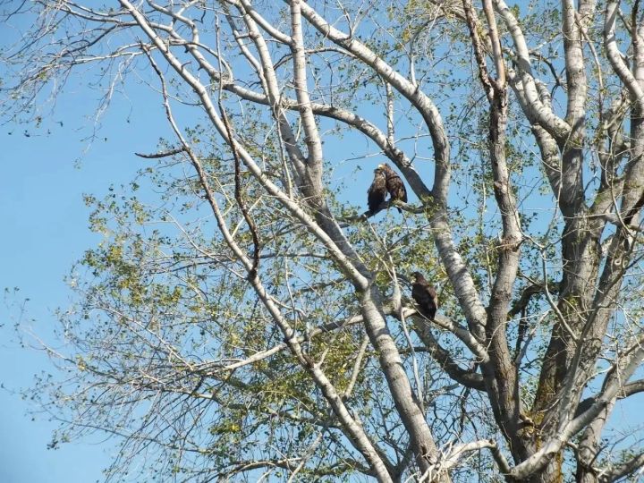 Скауты со всей России увидели природу заказника «Спасский» с воды