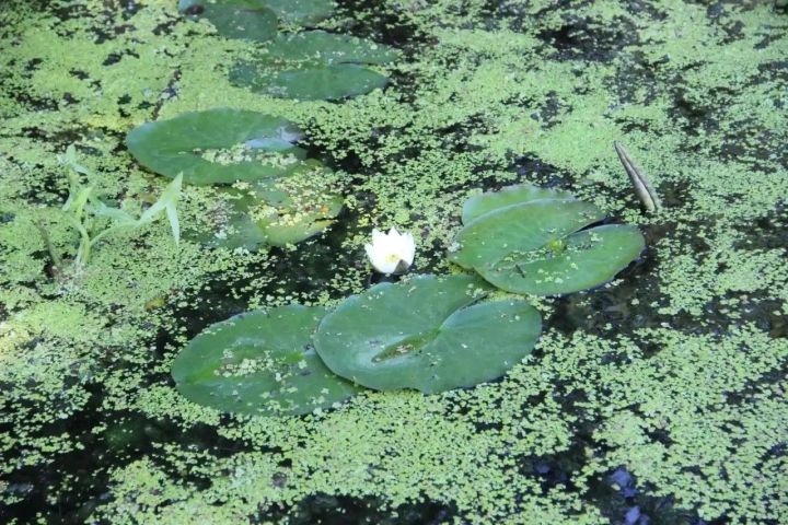 Скауты со всей России увидели природу заказника «Спасский» с воды
