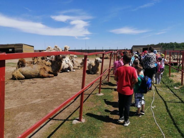Участники пришкольного лагеря первой городской школы побывали в гостях у верблюдов
