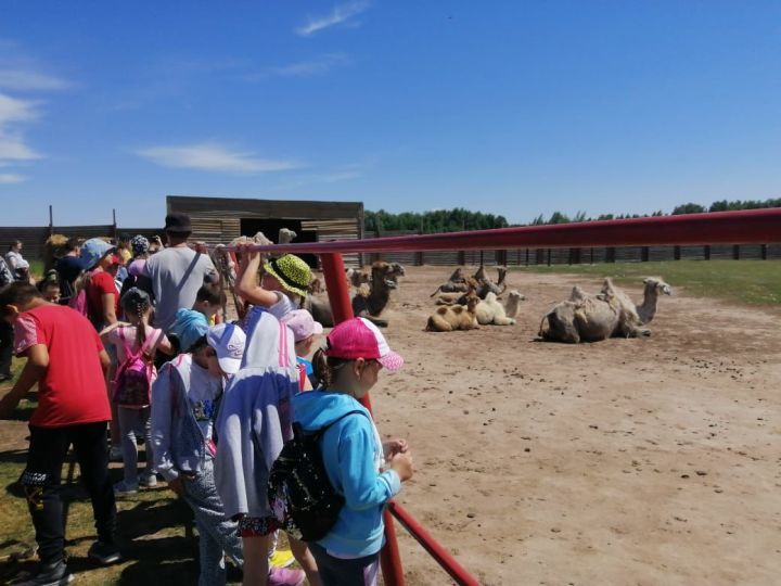 Участники пришкольного лагеря первой городской школы побывали в гостях у верблюдов